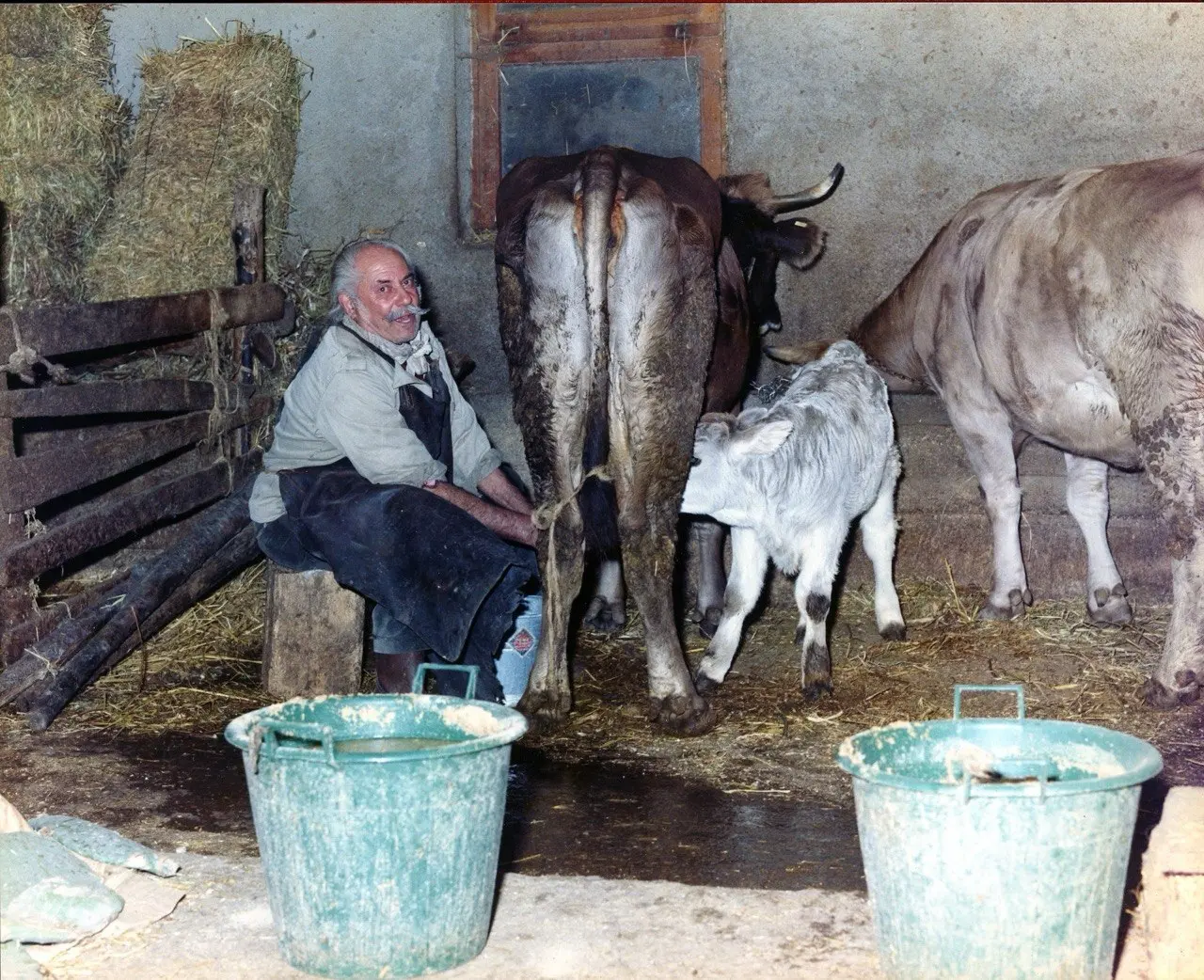 Allevatore durante la mungitura tradizionale a Basicò